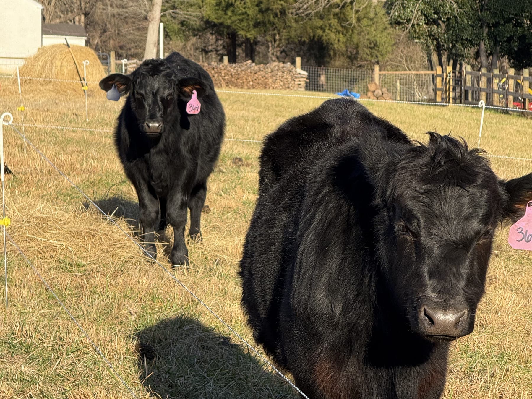 Two cattle walking up to the fence, looking at the camera