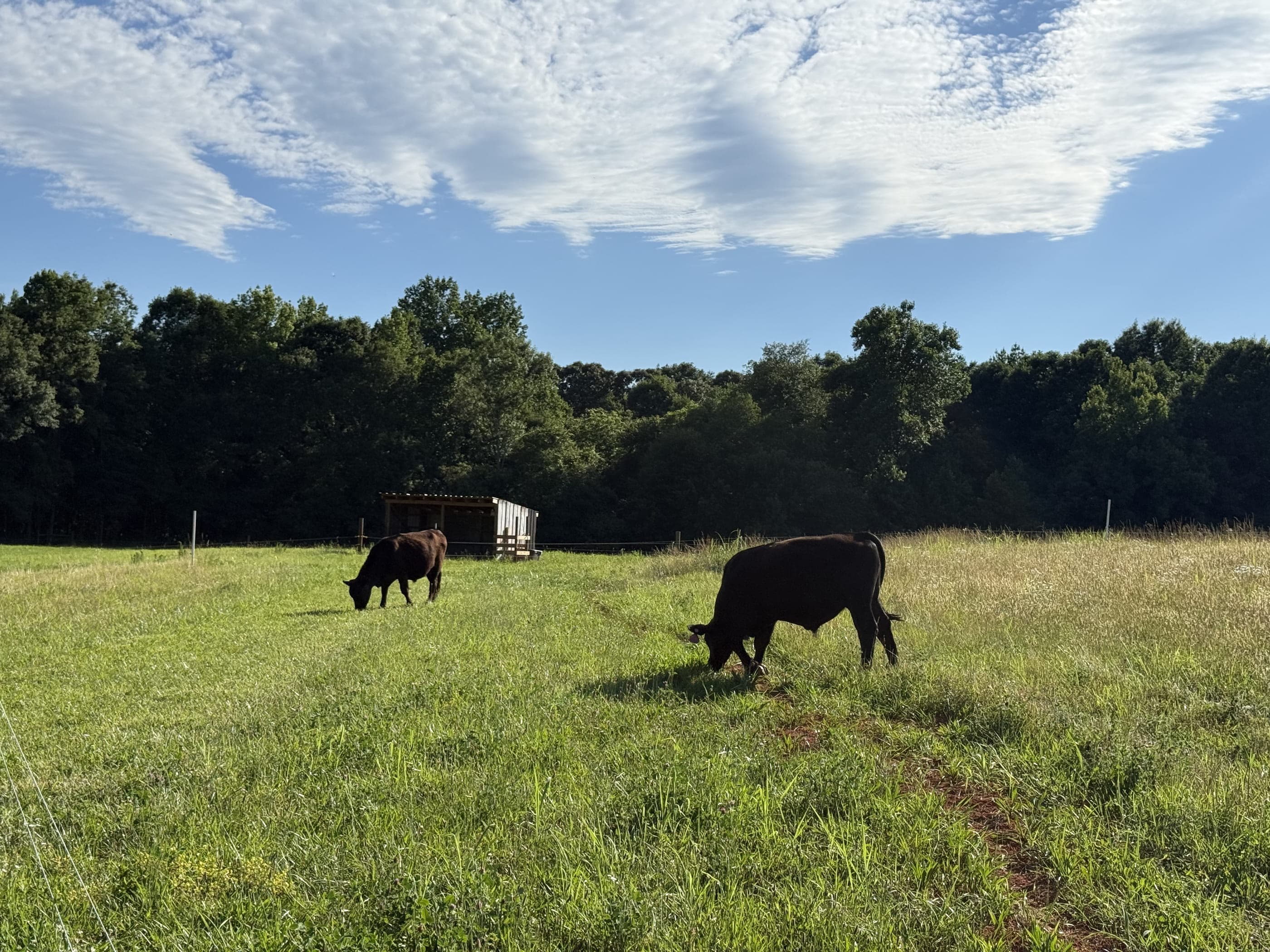Two cattle grazing green pasture under a blue sky, the shed behind them